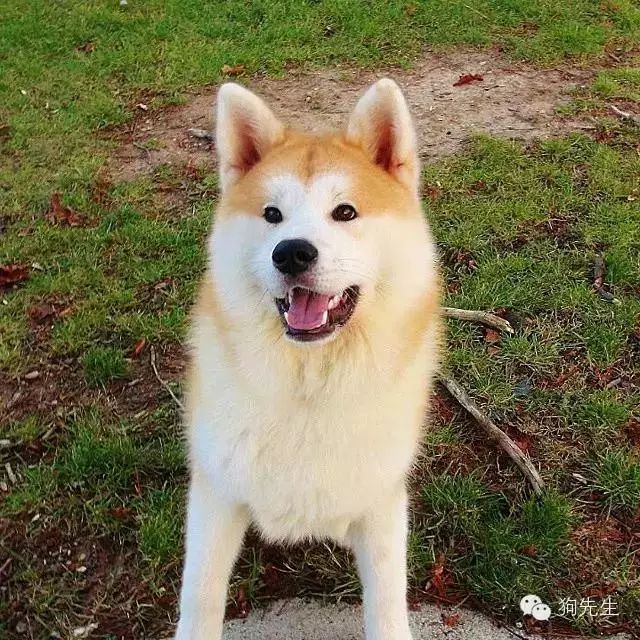 從小土狗長成高大帥,一起曬曬你的秋田犬