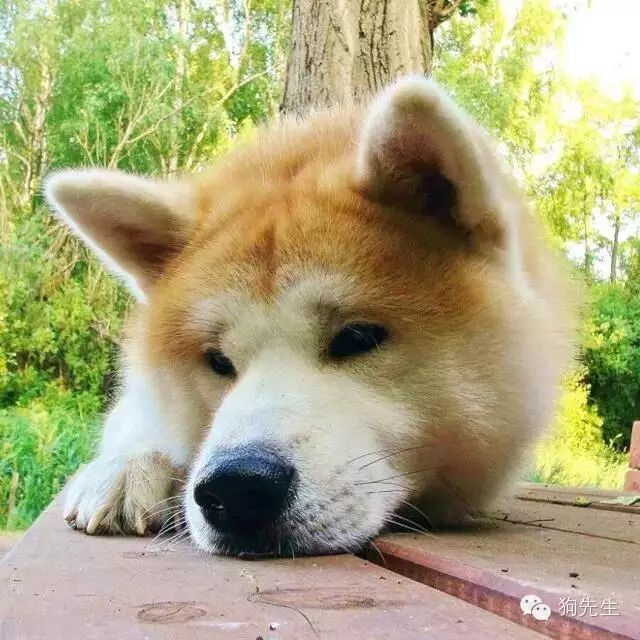 从小土狗长成高大帅,一起晒晒你的秋田犬