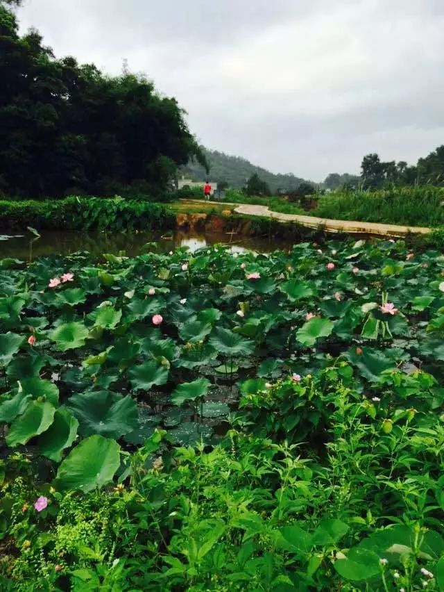 【陸河美景】嶽溪公園荷花隨拍