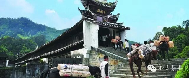 辗转千百年，它是最珍贵的茶中“灵芝”——安化黑茶