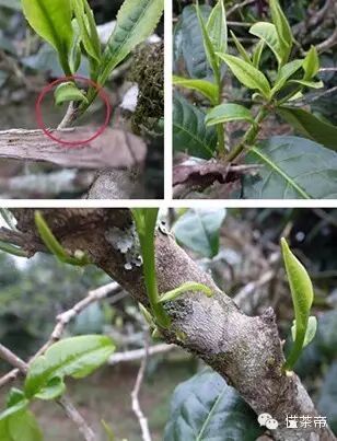 采摘不定芽或侧芽可能出现"马蹄"