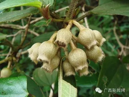 美味 在廣西 吃過了這些野果 那吃叫爽 太平網 微文庫