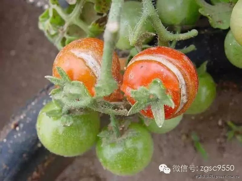 2,產生原因:幼芽萎蔫枯死,或在芽枯處形成條形或丫形裂縫(缺硼),逐漸