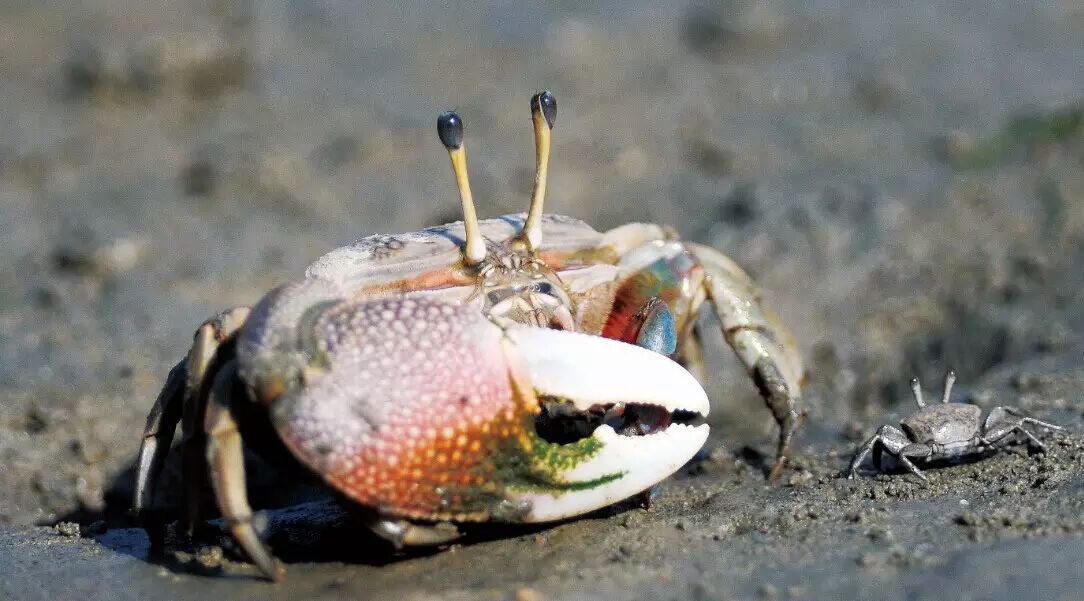 【动物大世界】螃蟹为啥吐泡泡?