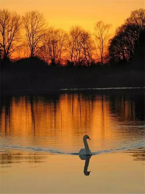 的这组美到极致的《天鹅湖》组图相信同样能给大家带来最美的视觉盛宴