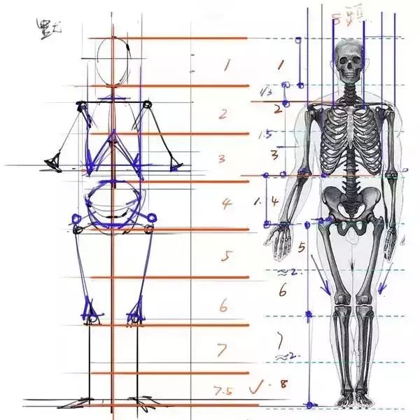 速写人体比例基本知识图片
