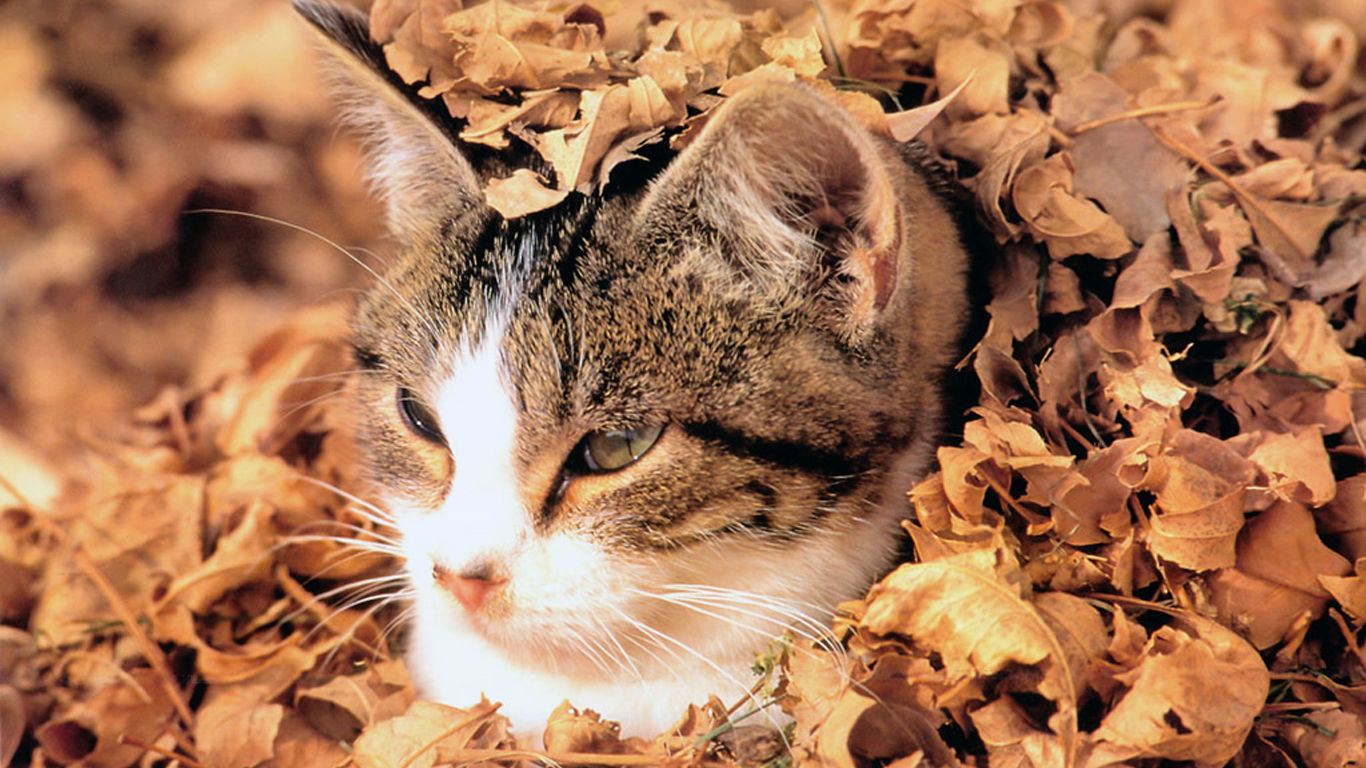 一只可爱听话的宠物