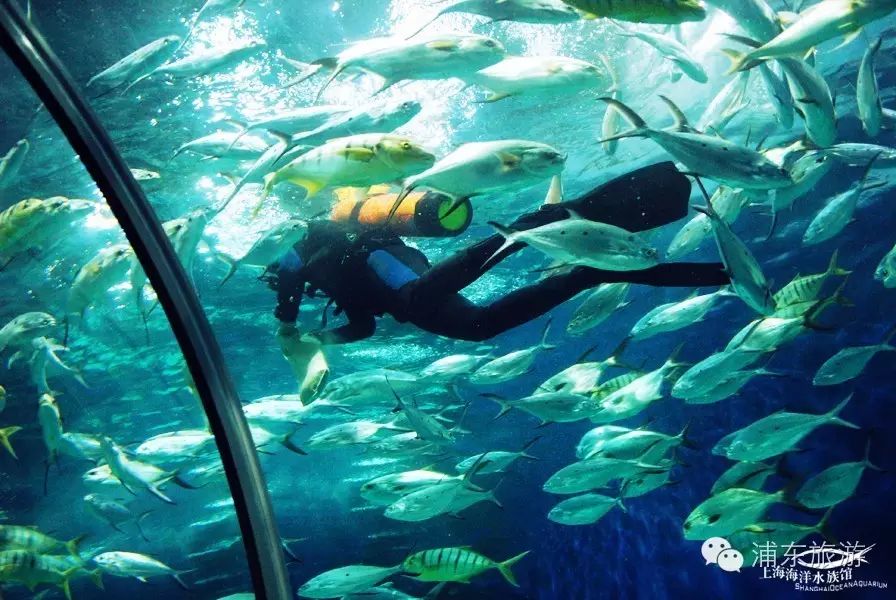 夏遊攻略~上海海洋水族館·2016暑假運營時間!