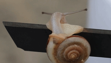 蜗牛要勇猛!正经玩