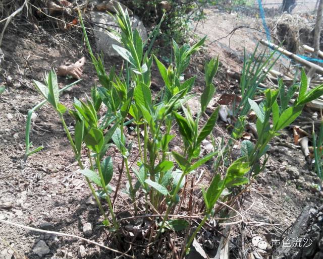 山野菜的乡愁格调