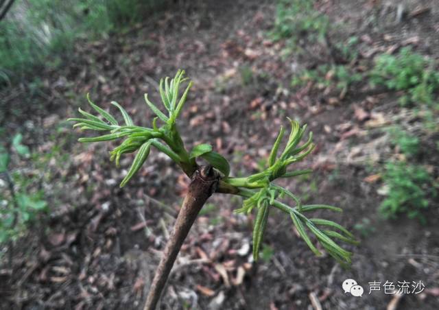 即黄波椤树叶,又名:黄柏,黄檗目:芸香目                    科