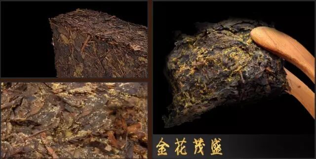 “黑茶”一块石头隐藏的神奇，一朵金花隐藏的秘密