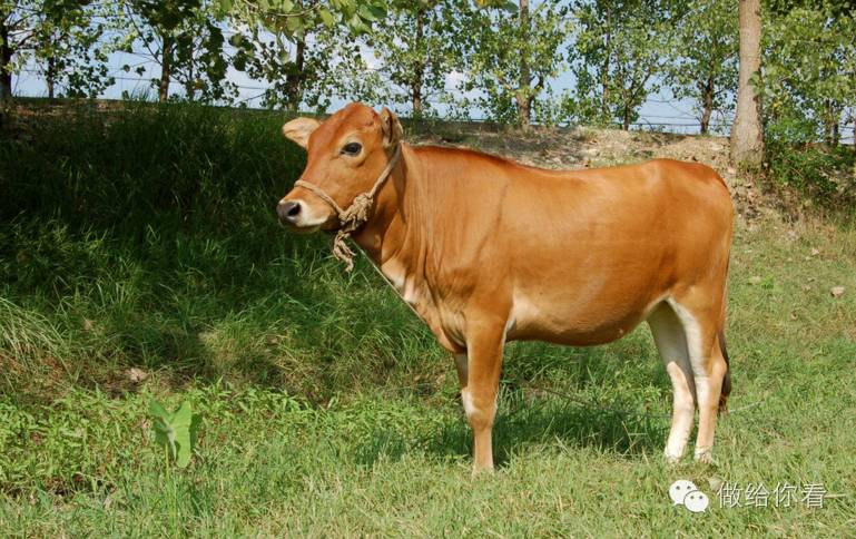 牛分黄牛,水牛,牦牛,乳牛四种,其中黄牛肉是最好的,肉食用牛多以黄牛