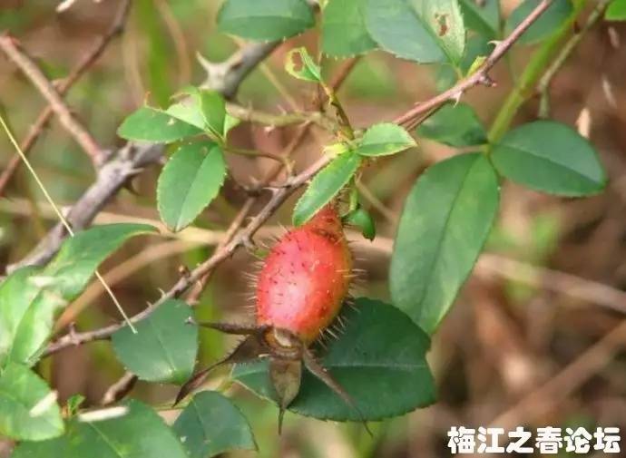 广西农村100种野果图片图片