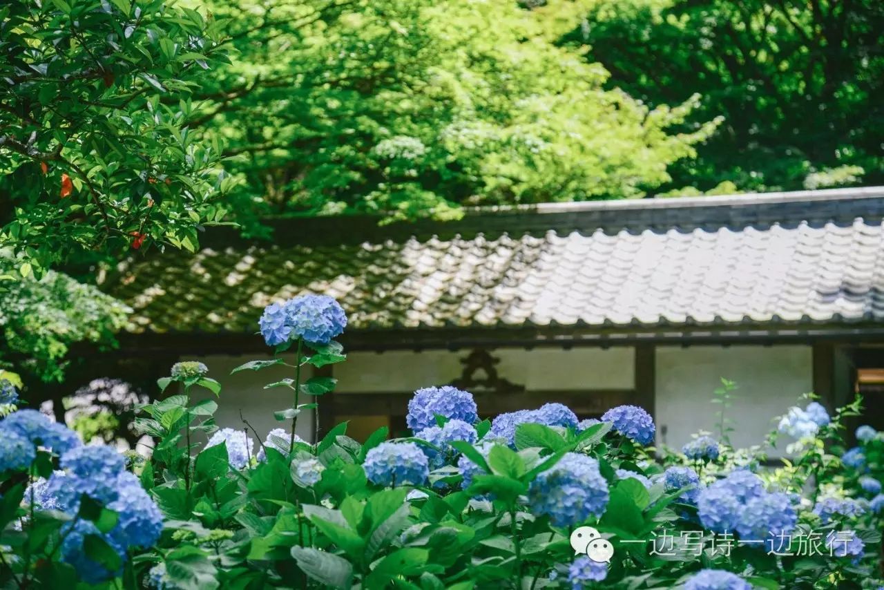 鎌倉 古都 梅雨 紫陽花漫步 一 明月院 一邊寫詩一邊旅行 微文庫