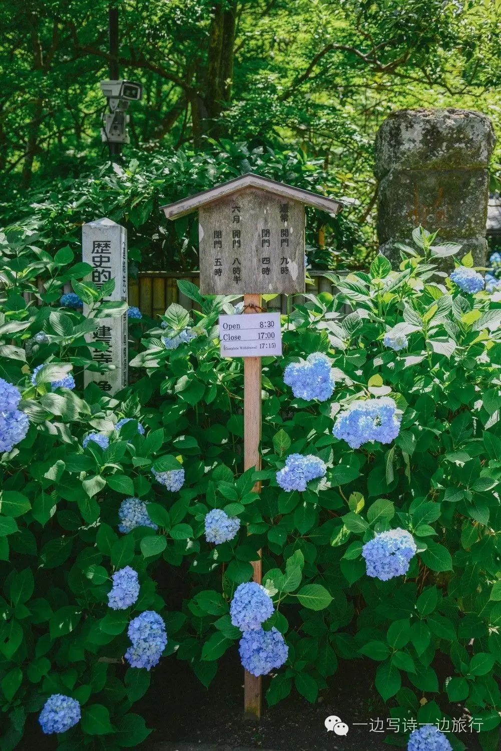 鎌倉 古都 梅雨 紫陽花漫步 一 明月院 一邊寫詩一邊旅行 微文庫