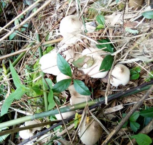 【恭城味道】迫不及待的想回家,就是为了一碗鲜美的夏至菌