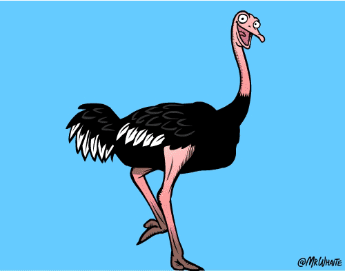 19个可爱又有趣的动物冷知识配图超搞笑