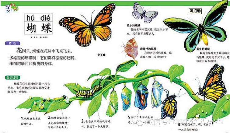 【本周主题】caterpillar&butterfly 毛毛虫&蝴蝶的变身小秘密!