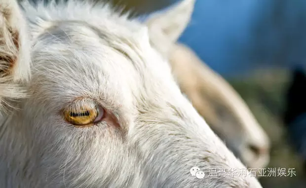 普及帖 15条关于 美羊羊 的必备知识 文章