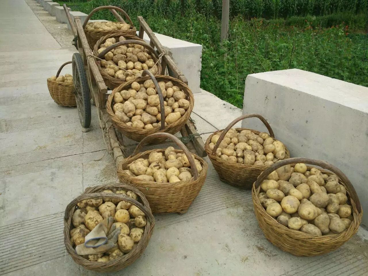 秦岭高山洋芋盼收购!