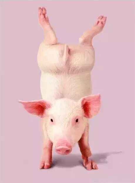 猪与男人的四大理想