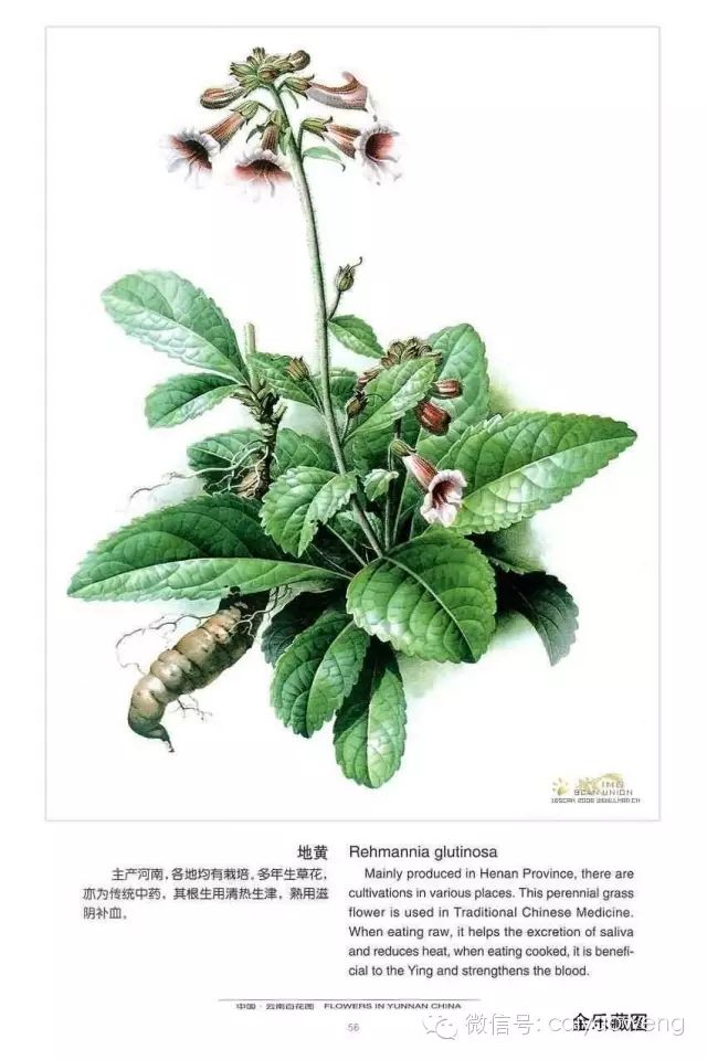 图片中药手绘中草药图2