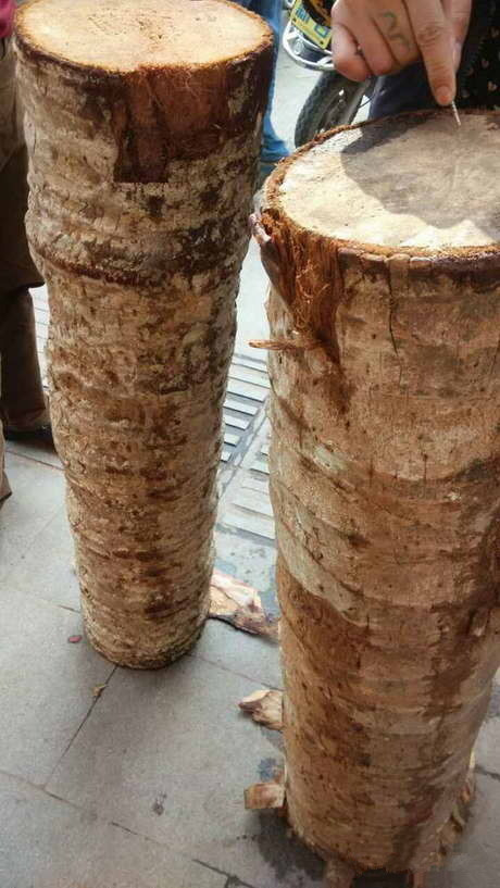 椰子树改名龙血金丝竹身价狂飚数十倍