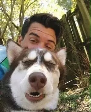 拍照这样抢镜才能当主角,哈士奇你又赢了!不会抢镜的二哈不是好二哈!