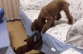 两只泰迪的玩具争执大战，抢输了的大泰迪有点小郁闷呢