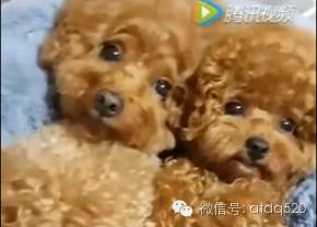 眼神最温柔的泰迪，我当场就萌化了