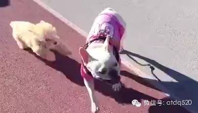 以小欺大！2个月大泰迪竟然当众殴打一名1.5岁的斗牛犬！