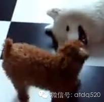 笑晕~小泰迪对大萨摩得瑟，最后被萨摩追着泰迪满屋跑！