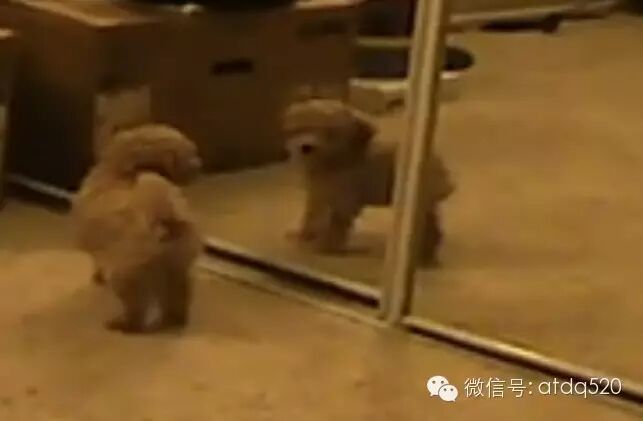 小泰迪遇到镜子，萌翻了！
