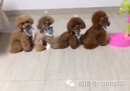 4只小泰迪喝水吃饭，都乖乖排好队！萌萌哒！