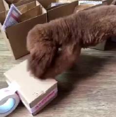 这只泰迪怎么那么爱玩，有玩具了还想要别人的!