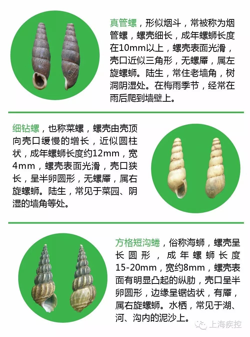 钉螺?傻傻分不清楚