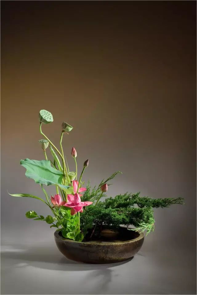 折一支荷花插出万千风采