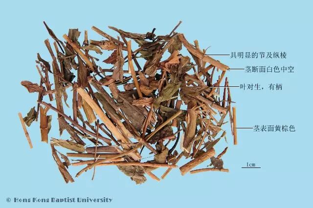每天一味中草药79 佩兰 Pa植物 天然香水 驱赶蚊虫 也可沐浴存香 自由微信 Freewechat