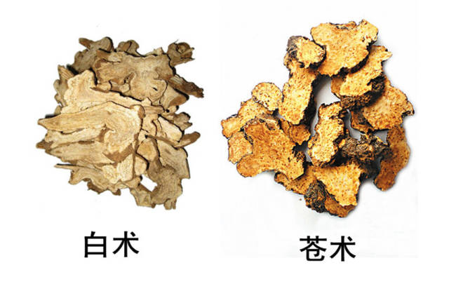 每天一味中草药#&nbsp;白术.
