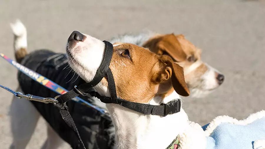 在西班牙学驾照买车，必须了解的Centros de Reconocimientos Medicos