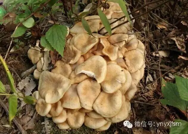 26,麻母鸡菌因形色如麻灰色鸡毛而得名.