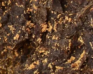 黑茶中的金花(冠突散囊菌)对糖尿病的惊人发现