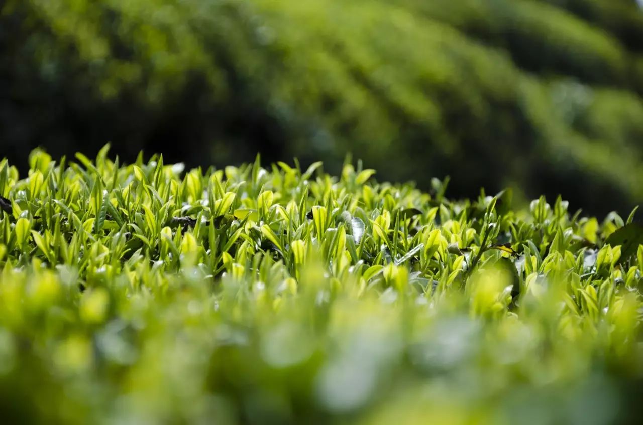 【實用】綠茶白茶黃茶青茶紅茶黑茶……怎麼分?怎麼品?