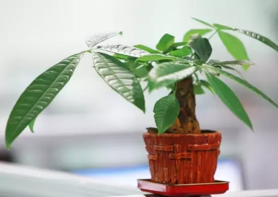 新房必備,吸毒植物 ! 新房必備,吸毒植物 !