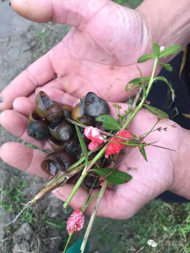 鴨子吃這個小福壽螺很快的,而且營養價值很高,大的福壽螺和螺卵可以