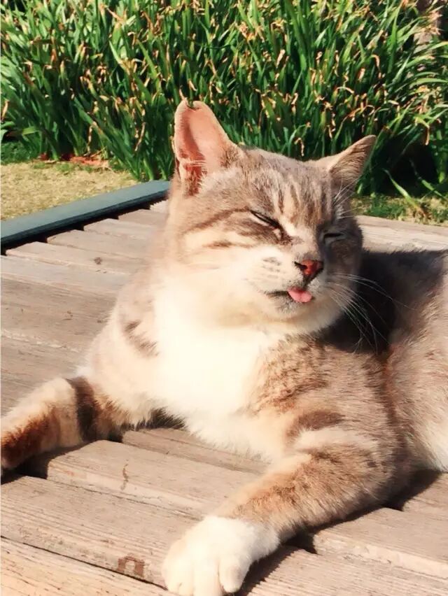 神奈川县那个地儿有一岛,竟俗称"猫岛"?