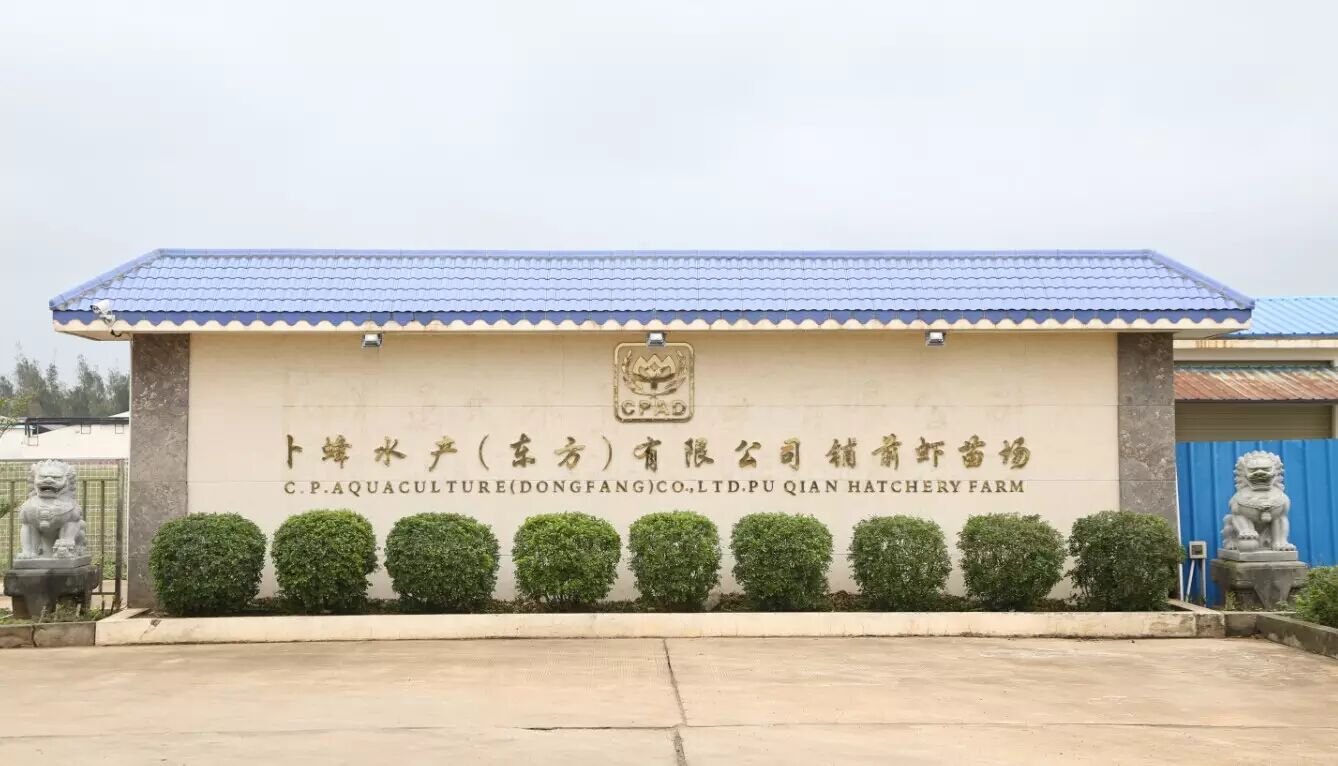 【生态育苗】正大优质虾苗是如何培育出来的?