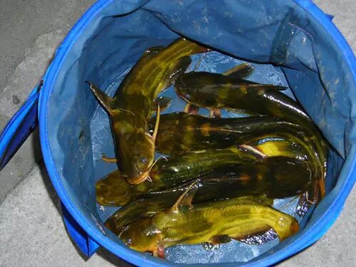 分布于我国长江,黄河,珠江和黑龙江等流域.