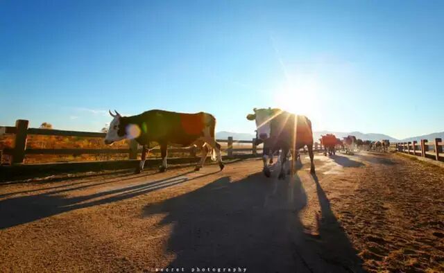 人间天堂：呼伦贝尔大草原旅游攻略
